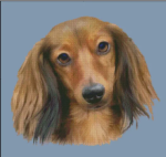 (image for) Red Longhaired Dachshund (No Background)